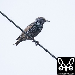 ホシムクドリは13羽の群れでした。