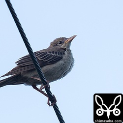 バライロムクドリ幼鳥。昨日見つけたねぐらの前の電線に止まりました。