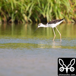 セイタカシギ第1回冬羽。