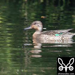 コガモのオス幼鳥。