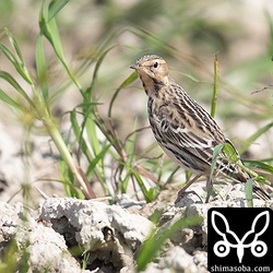 こちらを警戒するムネアカタヒバリ。結構離れて観察しているのですが警戒心が強かった。
