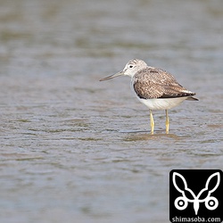 アオアシシギ成鳥。