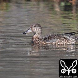 コガモのメス成鳥。