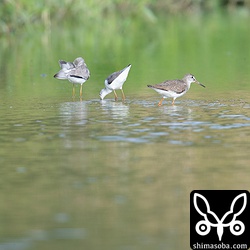 アカアシシギ(右)とコアオアシシギ成鳥冬羽。