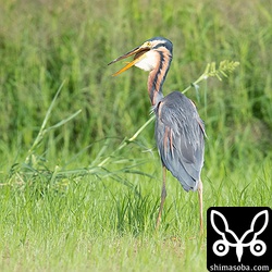 大きなカメ(おそらくスッポン)を丸呑みするムラサキサギ。甲羅とかも消化しちゃうんだろうか。