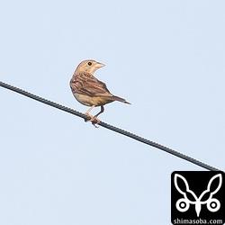 猛禽の気配でもあるのかしきりにあたりを気にするズグロチャキンチョウ。