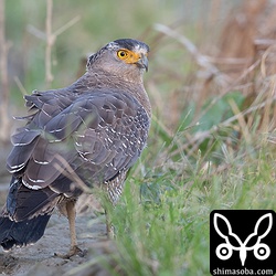 畔に巣を作るオカガニが出てくるのを待つカンムリワシ。