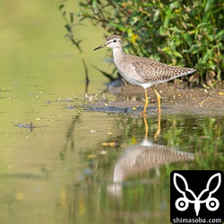 タカブシギ成鳥。