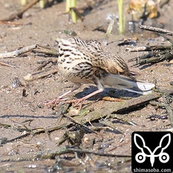 水辺にもムネアカタヒバリ。尾羽の裏についた小さな虫を取ろうとしている。