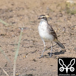 こちらは(キマユ)ツメナガセキレイの幼鳥。