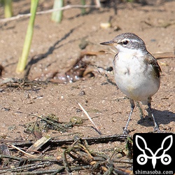 マミジロツメナガセキレイの幼鳥。(キマユ)ツメナガセキレイとは、眉斑の太さなどで識別できます。