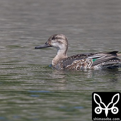 コガモのオス幼鳥。幼羽から第1回生殖羽へ換羽中。肩羽やサイドに生殖羽が出始めています。