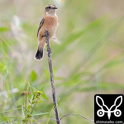 上と同じ個体。畔の草に止まり、時折、地面に降りると餌を捕まえていました。