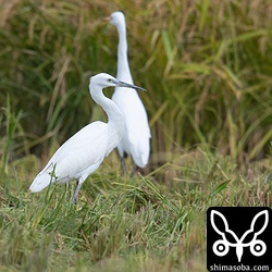 コサギもアマサギと同じようにトラクターについて回りますが、アマサギほど大胆ではない。^^;