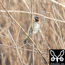 草むらの中でゴソゴソとうごめく影を発見。なんだろうと思って粘っていると出てきたのあシマキンパラでした。^^;