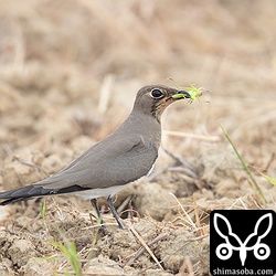 見つけたツバメチドリが高々と舞い上がったと思ったらクビキリギリスらしきをくわえて降りてきました。成鳥冬羽。