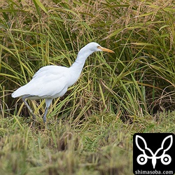 一番大胆なのがアマサギ。トラクターの後をついて回ります。
