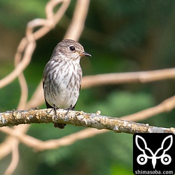 エゾビタキ幼鳥。同じ牧草地に2羽いました。