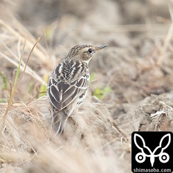 ムネアカタヒバリは各地の田んぼで入れ替わり立ち替わり新しい群れが入れ替わっているようです。