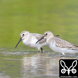ハマシギは2カ所合わせて25羽が滞在しています。石垣島ではこれだけの数が長逗留するのは比較的珍しいです。手前が第1回冬羽で手前が成鳥で夏羽から冬羽へ換羽中。