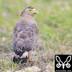 稲刈りをしている田んぼにやってきたカンムリワシ。