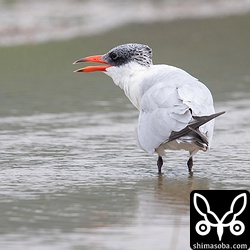 ペリットを吐きそうで吐かなかった。