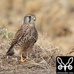 チョウゲンボウ成鳥メス。