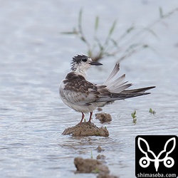 ハシグロクロハラアジサシの幼鳥に見えたんだけどなー。