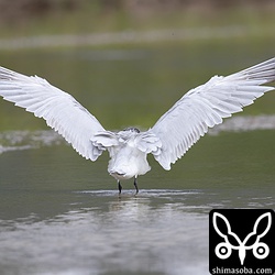 翼を広げると換羽状態がよく分かります。ほとんど冬羽ですが、初列風切の数枚が夏羽のままです。