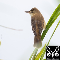 上と同個体。雨に濡れた羽毛を乾かしていたようです。