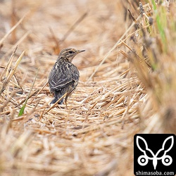稲を刈り取った後の田んぼにはムネアカタヒバリが十数羽降りていました。ホシムクドリとベニバトも同じ田んぼのキジバトの群れに混じっていた。