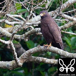 心なしか幼鳥のころの昨年より凛々しくなっている気がする。