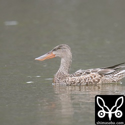 ハシビロガモのメス幼鳥。