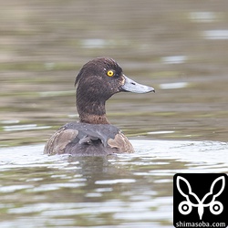 キンクロハジロオスのエクリプス。