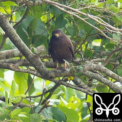 この黒さは、普通のサシバと比べると意外と見つけにくい。