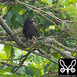 午前中はこんなところにいて探すのに苦労しました。