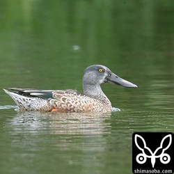 ハシビロガモのオス。エクリプスから生殖羽へ。