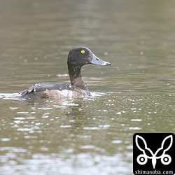 キンクロハジロのメス冬羽。