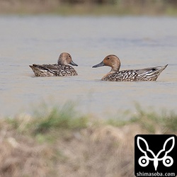 オナガガモのメス非生殖羽(右)とオスの幼鳥。