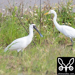 クロツラヘラサギとチュウダイサギ。