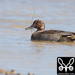 コガモのオス。エクリプスから生殖羽へ換羽中。