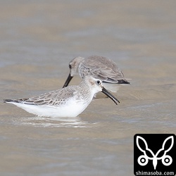 こちらは数十羽と賑やかに越冬モードのハマシギ冬羽。