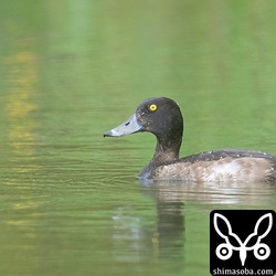 キンクロハジロのエクリプス。