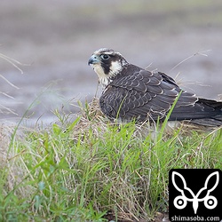 見つけた時は田んぼの畔に止まっていた。