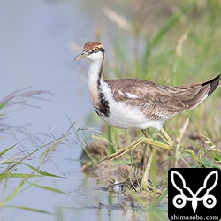 レンカクの長い指も撮れました。特に後趾の爪が長いです。
