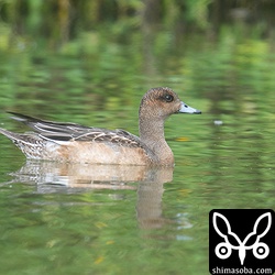 ヒドリガモのオス幼鳥。