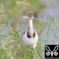 レンカクの正面顔。細い!!