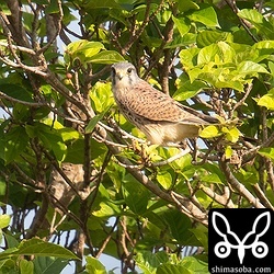 チョウゲンボウのオス第1回冬羽。