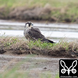 ウスハヤブサなら胸部や腹部の縱斑が褐色でワキスジハヤブサなら全体に黄褐色なのでハヤブサの幼鳥かな。