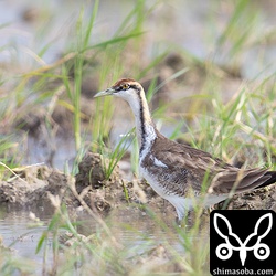 普通は幼鳥の目の色が暗色で成鳥は明るい色なのですが、レンカクの場合は幼鳥の目が明るい黄色で成鳥は暗色。